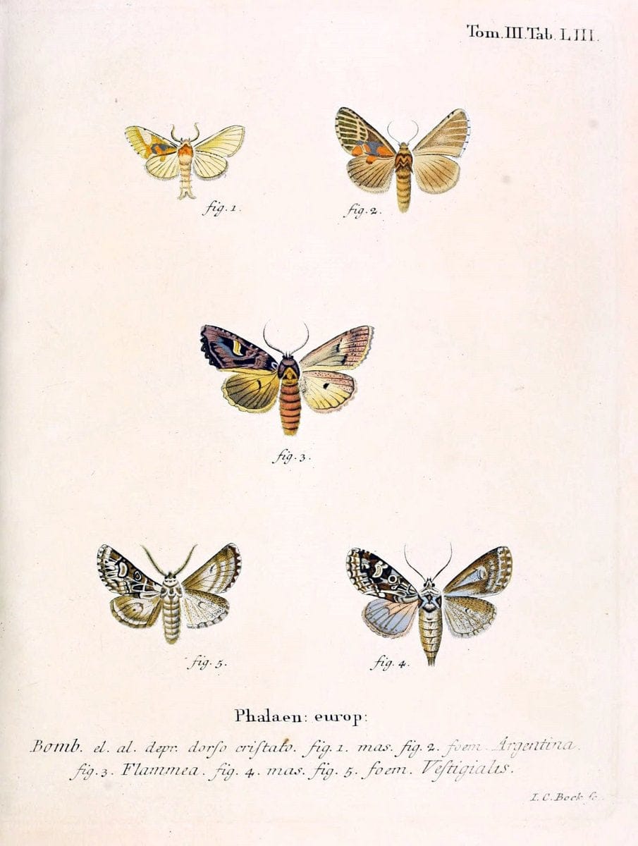 Die Schmetterlinge in Abbildungen nach der Natur /.Leipzig :T.O. Weigel,[1829-1839]. | Butterflies Europe Lepidoptera "Pictorial works" | Vintage Print Reproduction 472493