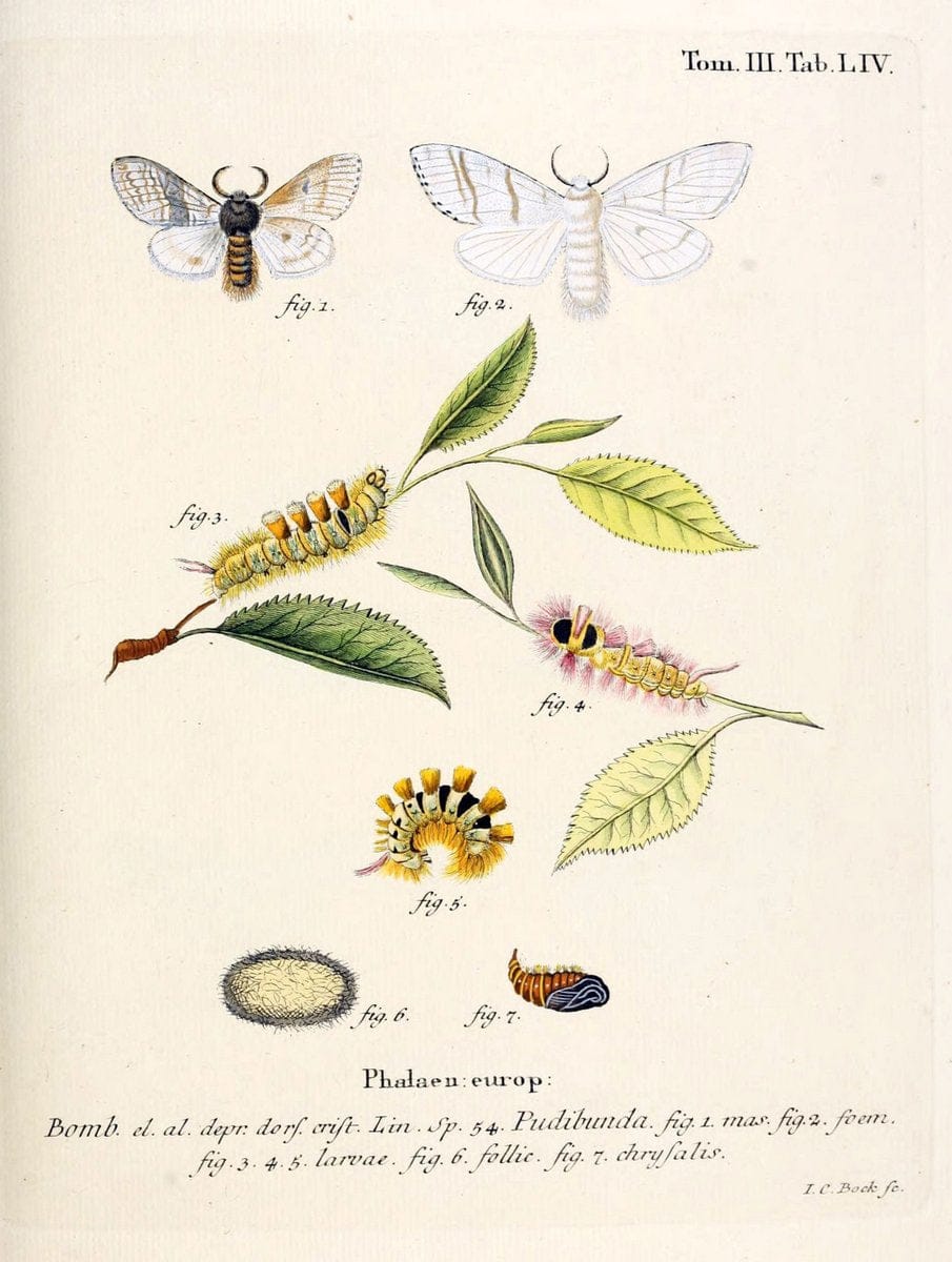 Die Schmetterlinge in Abbildungen nach der Natur /.Leipzig :T.O. Weigel,[1829-1839]. | Butterflies Europe Lepidoptera "Pictorial works" | Vintage Print Reproduction 472494