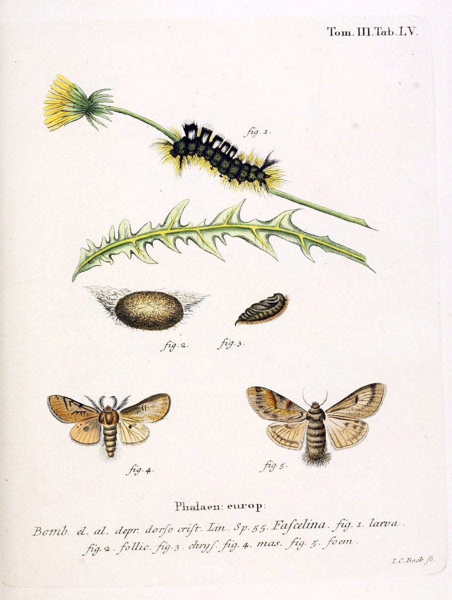 Die Schmetterlinge in Abbildungen nach der Natur /.Leipzig :T.O. Weigel,[1829-1839]. | Butterflies Europe Lepidoptera "Pictorial works" | Vintage Print Reproduction 472495