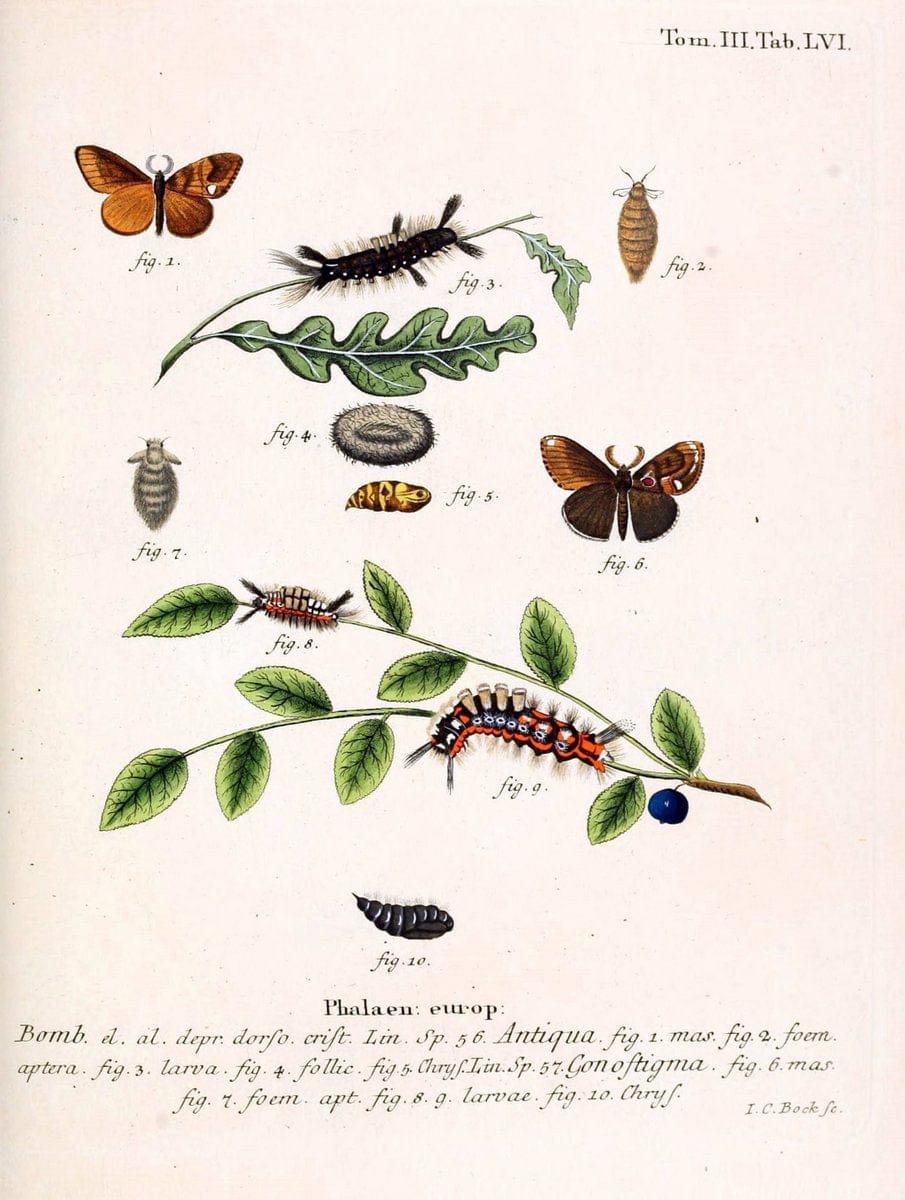 Die Schmetterlinge in Abbildungen nach der Natur /.Leipzig :T.O. Weigel,[1829-1839]. | Butterflies Europe Lepidoptera "Pictorial works" | Vintage Print Reproduction 472496