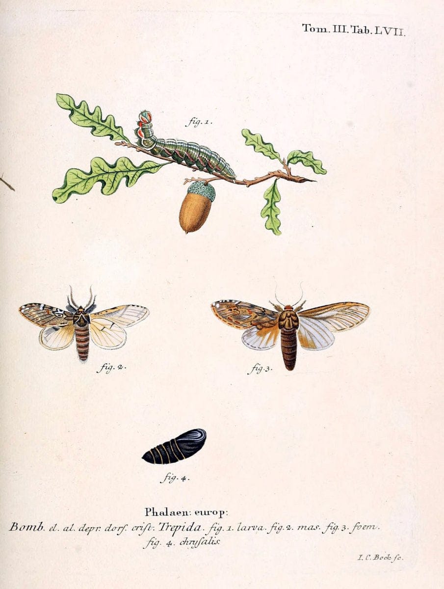 Die Schmetterlinge in Abbildungen nach der Natur /.Leipzig :T.O. Weigel,[1829-1839]. | Butterflies Europe Lepidoptera "Pictorial works" | Vintage Print Reproduction 472497