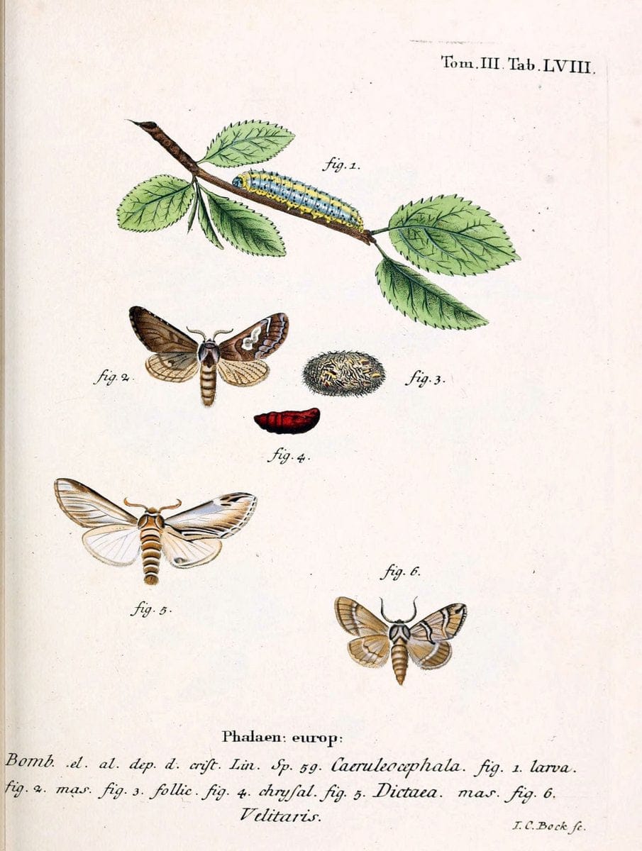 Die Schmetterlinge in Abbildungen nach der Natur /.Leipzig :T.O. Weigel,[1829-1839]. | Butterflies Europe Lepidoptera "Pictorial works" | Vintage Print Reproduction 472498