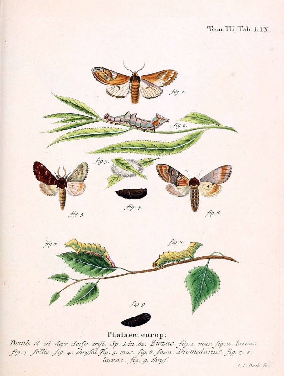 Die Schmetterlinge in Abbildungen nach der Natur /.Leipzig :T.O. Weigel,[1829-1839]. | Butterflies Europe Lepidoptera "Pictorial works" | Vintage Print Reproduction 472499