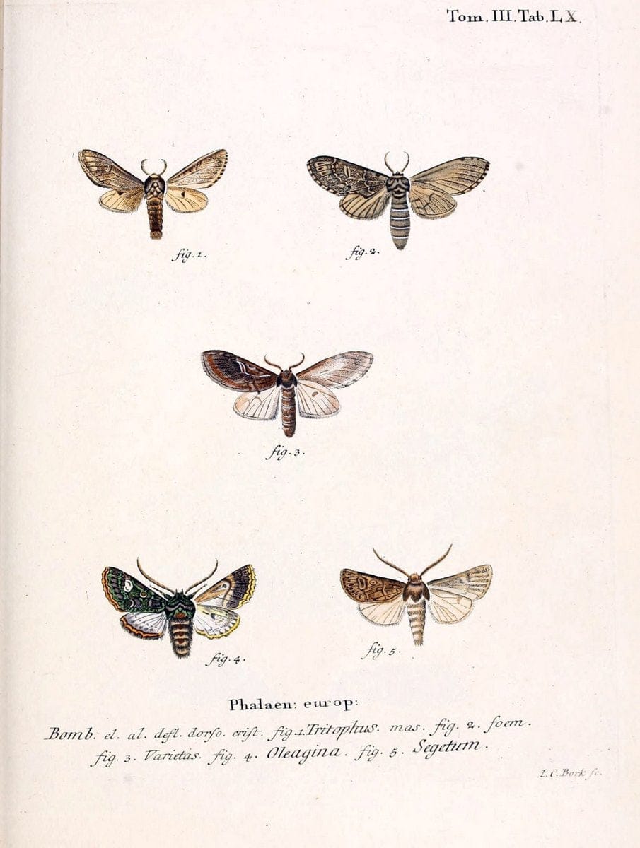 Die Schmetterlinge in Abbildungen nach der Natur /.Leipzig :T.O. Weigel,[1829-1839]. | Butterflies Europe Lepidoptera "Pictorial works" | Vintage Print Reproduction 472500