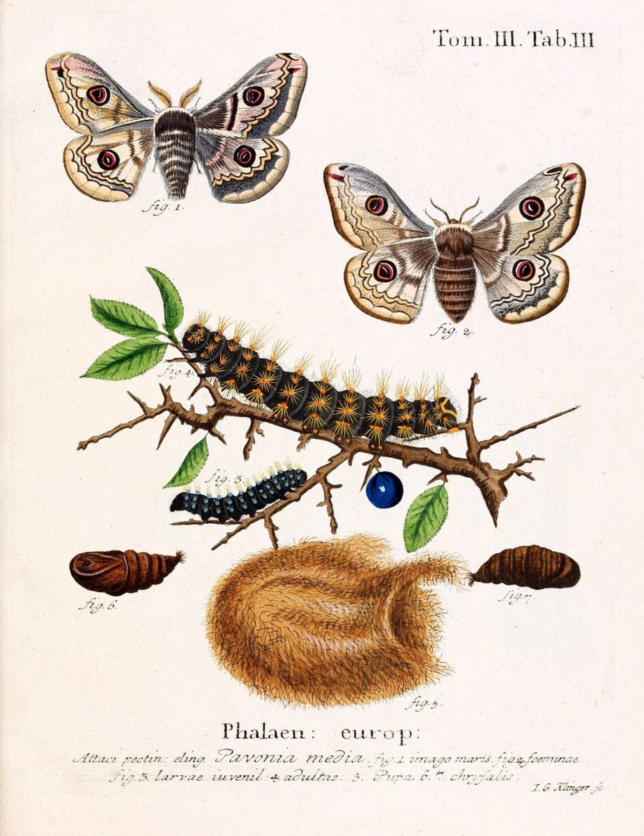 Die Schmetterlinge in Abbildungen nach der Natur /.Leipzig :T.O. Weigel,[1829-1839]. | Butterflies Europe Lepidoptera "Pictorial works" | Vintage Print Reproduction 472501