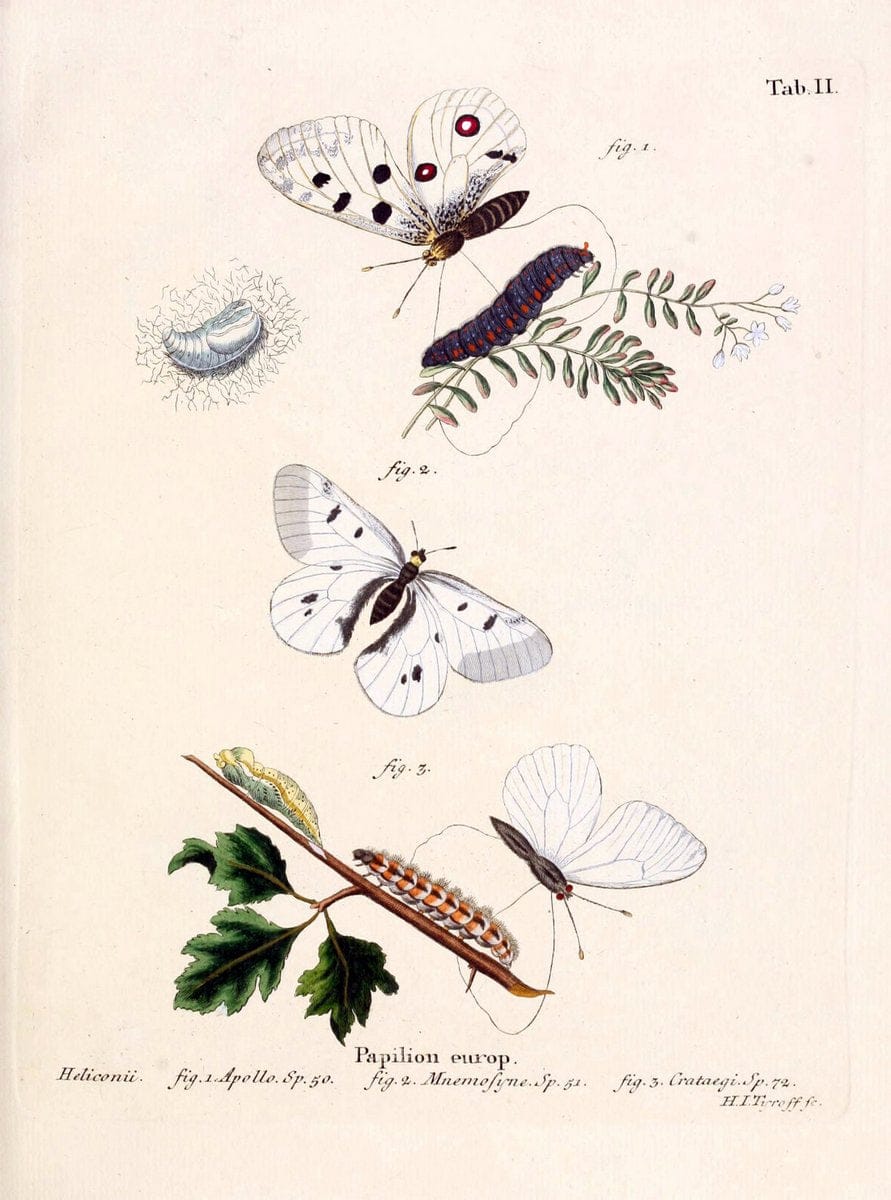 Die Schmetterlinge in Abbildungen nach der Natur. v.1 plates.Leipzig :T.O. Weigel,[1829-1839] | Butterflies Europe Lepidoptera "Pictorial works"  | Vintage Print Reproduction 472502