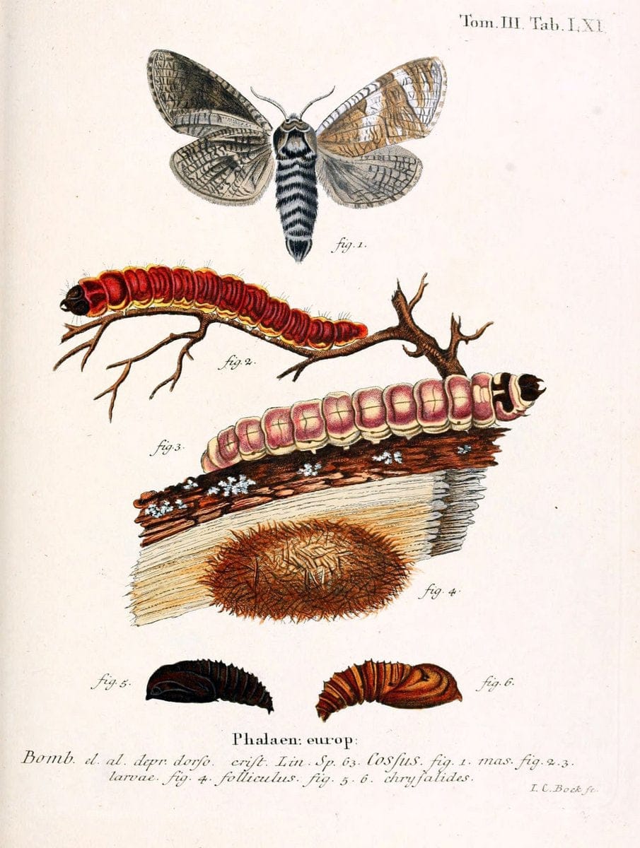 Die Schmetterlinge in Abbildungen nach der Natur /.Leipzig :T.O. Weigel,[1829-1839]. | Butterflies Europe Lepidoptera "Pictorial works" | Vintage Print Reproduction 472503