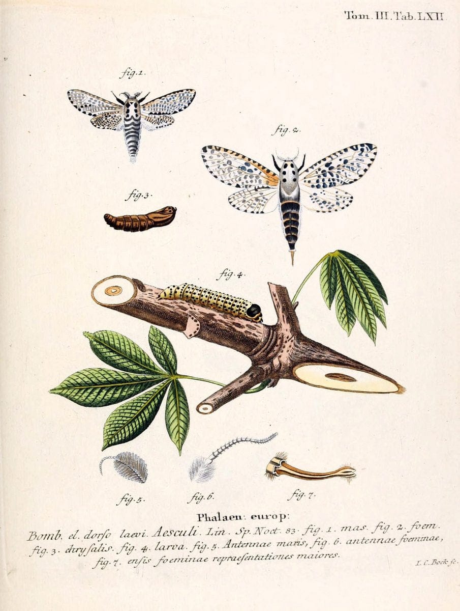 Die Schmetterlinge in Abbildungen nach der Natur /.Leipzig :T.O. Weigel,[1829-1839]. | Butterflies Europe Lepidoptera "Pictorial works" | Vintage Print Reproduction 472504