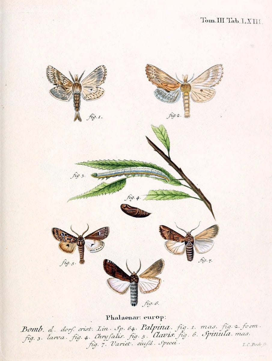 Die Schmetterlinge in Abbildungen nach der Natur /.Leipzig :T.O. Weigel,[1829-1839]. | Butterflies Europe Lepidoptera "Pictorial works" | Vintage Print Reproduction 472505