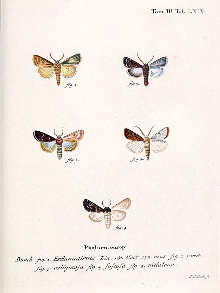 Die Schmetterlinge in Abbildungen nach der Natur /.Leipzig :T.O. Weigel,[1829-1839]. | Butterflies Europe Lepidoptera "Pictorial works" | Vintage Print Reproduction 472506