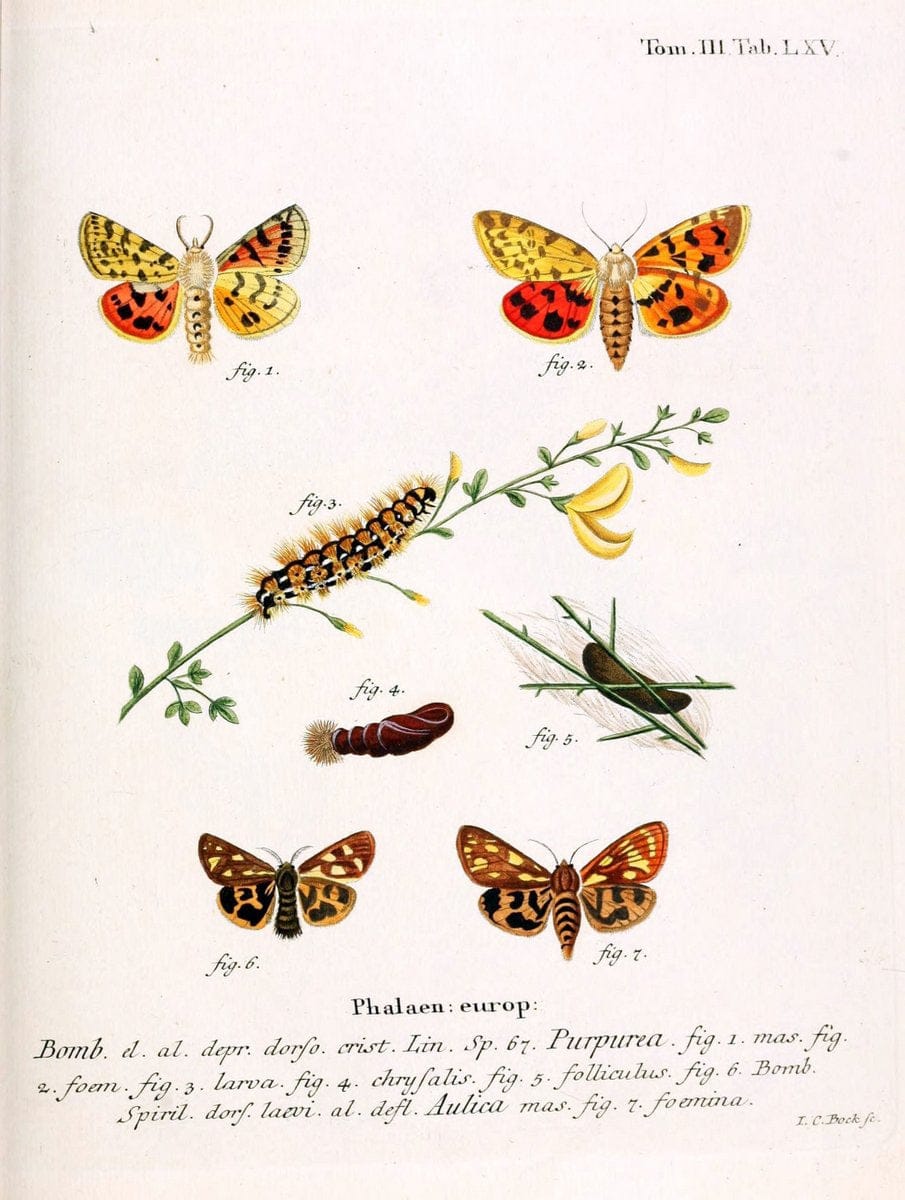 Die Schmetterlinge in Abbildungen nach der Natur /.Leipzig :T.O. Weigel,[1829-1839]. | Butterflies Europe Lepidoptera "Pictorial works" | Vintage Print Reproduction 472507