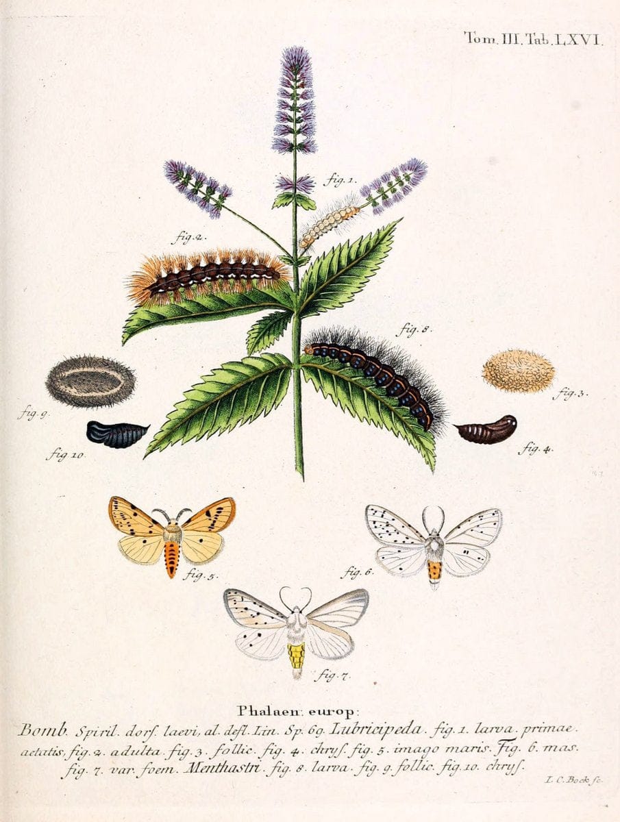 Die Schmetterlinge in Abbildungen nach der Natur /.Leipzig :T.O. Weigel,[1829-1839]. | Butterflies Europe Lepidoptera "Pictorial works" | Vintage Print Reproduction 472508