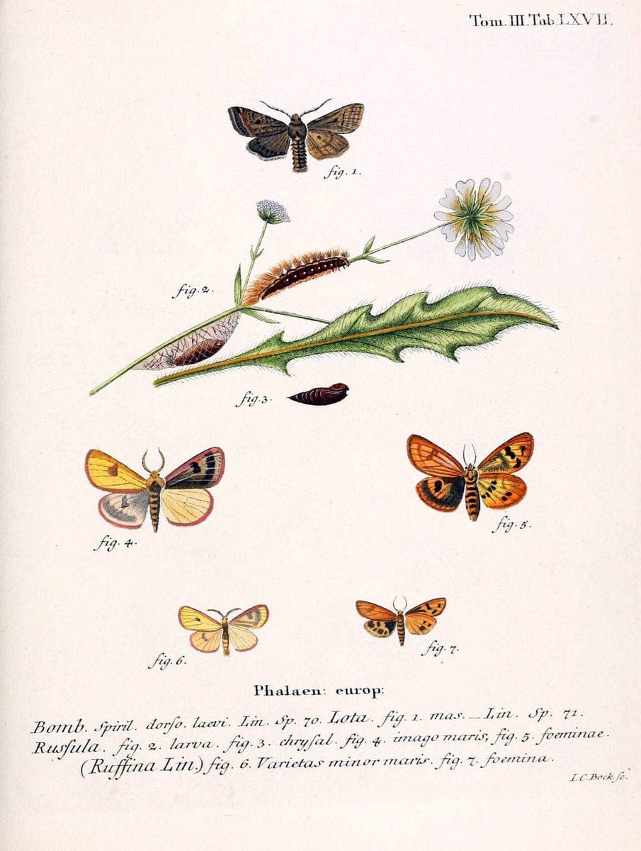 Die Schmetterlinge in Abbildungen nach der Natur /.Leipzig :T.O. Weigel,[1829-1839]. | Butterflies Europe Lepidoptera "Pictorial works" | Vintage Print Reproduction 472509