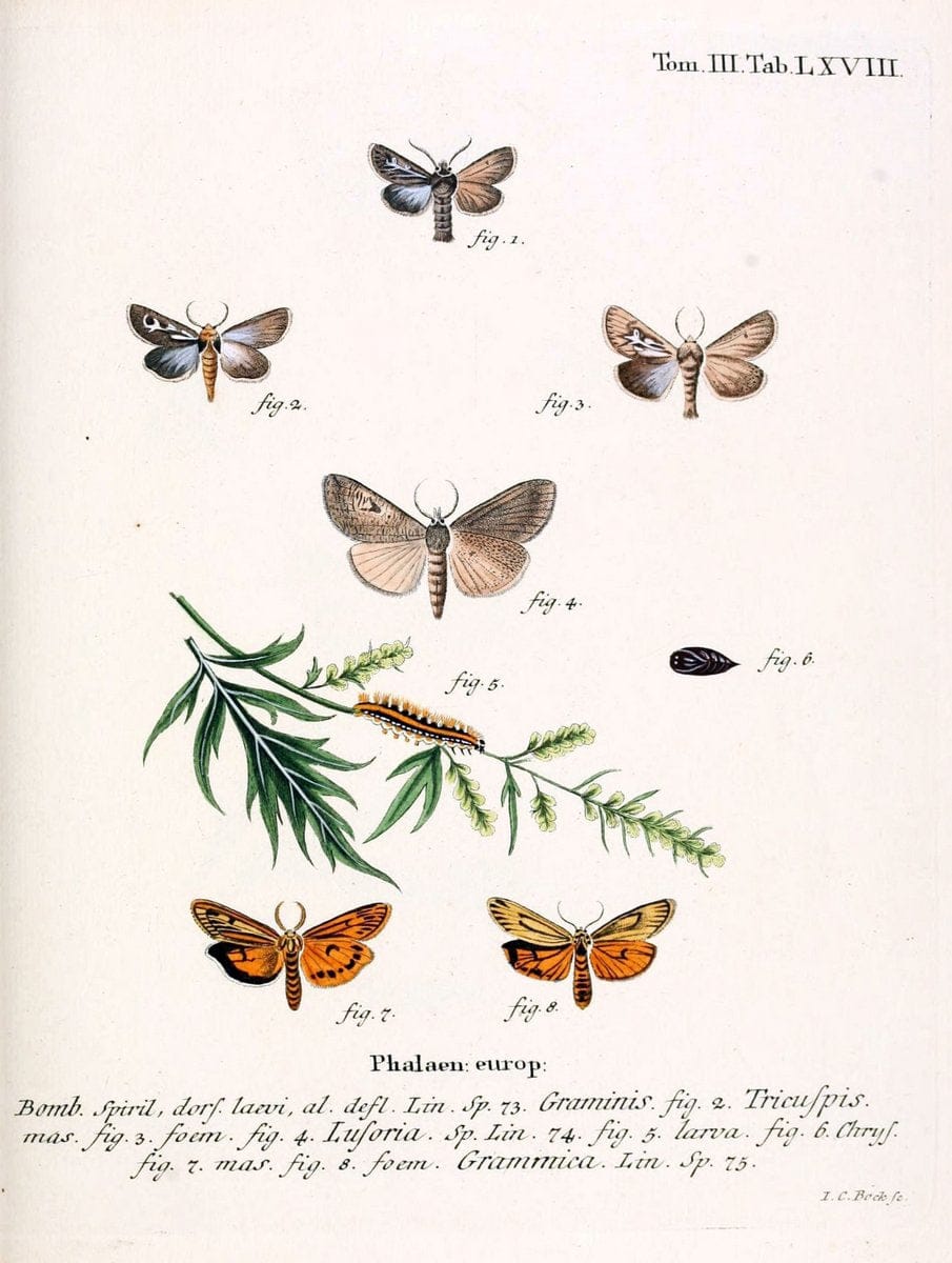 Die Schmetterlinge in Abbildungen nach der Natur /.Leipzig :T.O. Weigel,[1829-1839]. | Butterflies Europe Lepidoptera "Pictorial works" | Vintage Print Reproduction 472510