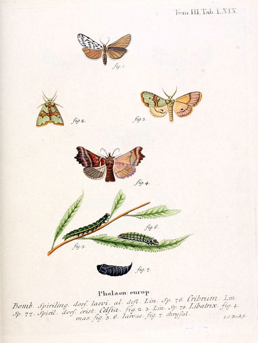 Die Schmetterlinge in Abbildungen nach der Natur /.Leipzig :T.O. Weigel,[1829-1839]. | Butterflies Europe Lepidoptera "Pictorial works" | Vintage Print Reproduction 472511