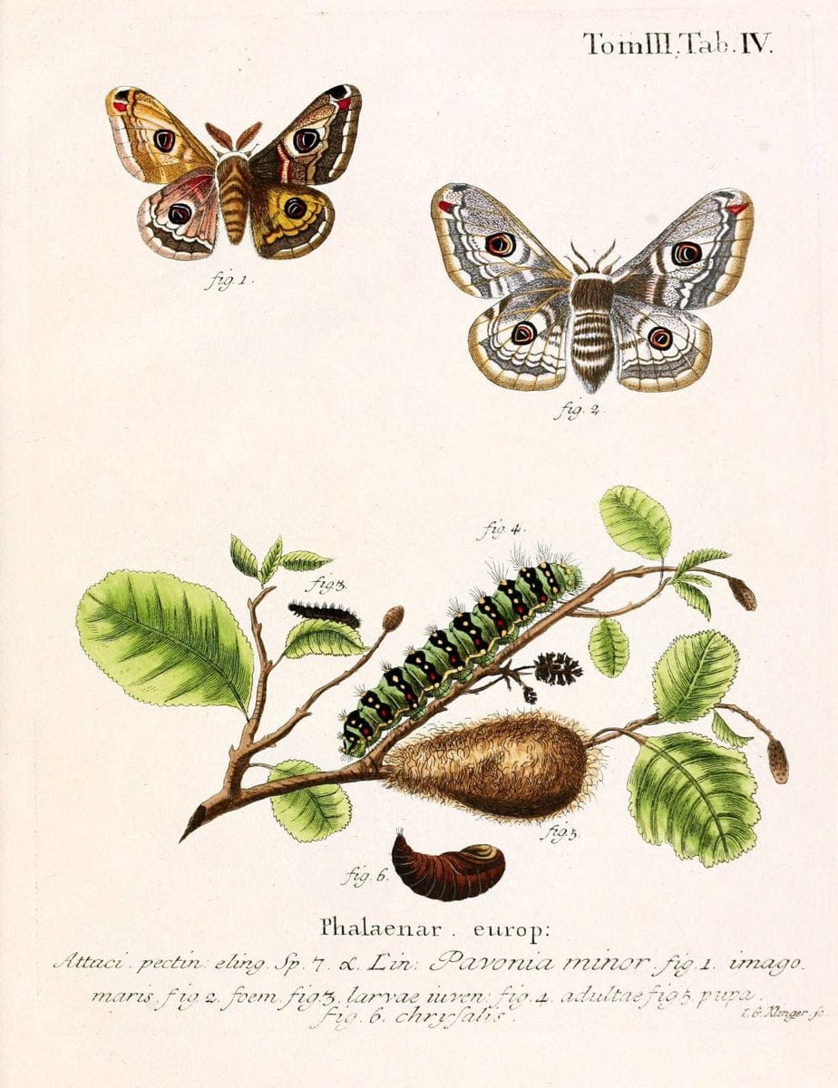 Die Schmetterlinge in Abbildungen nach der Natur /.Leipzig :T.O. Weigel,[1829-1839]. | Butterflies Europe Lepidoptera "Pictorial works" | Vintage Print Reproduction 472513