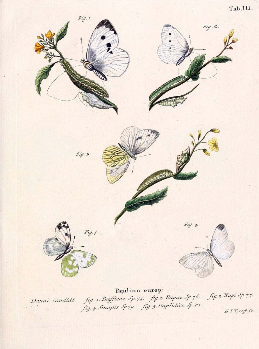 Die Schmetterlinge in Abbildungen nach der Natur. v.1 plates.Leipzig :T.O. Weigel,[1829-1839] | Butterflies Europe Lepidoptera "Pictorial works"  | Vintage Print Reproduction 472514