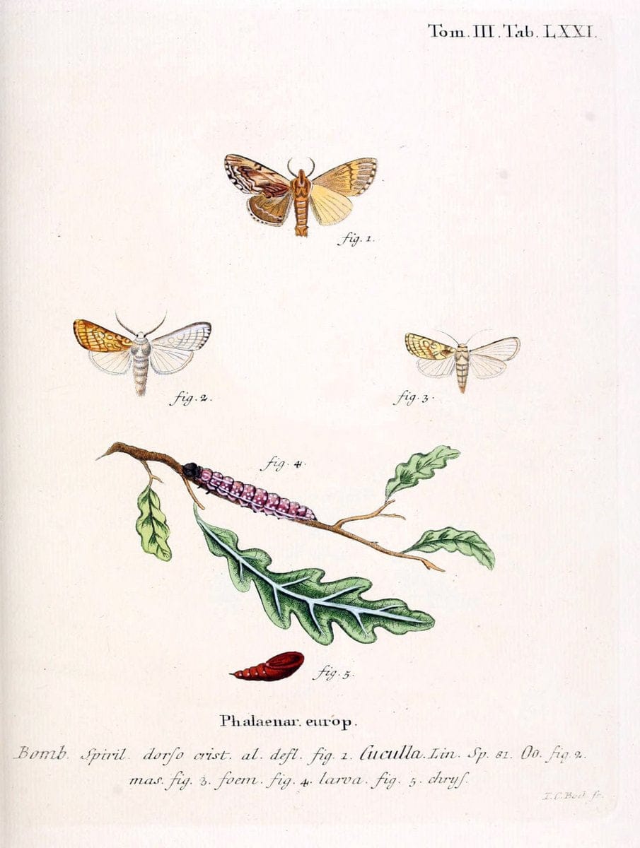 Die Schmetterlinge in Abbildungen nach der Natur /.Leipzig :T.O. Weigel,[1829-1839]. | Butterflies Europe Lepidoptera "Pictorial works" | Vintage Print Reproduction 472515