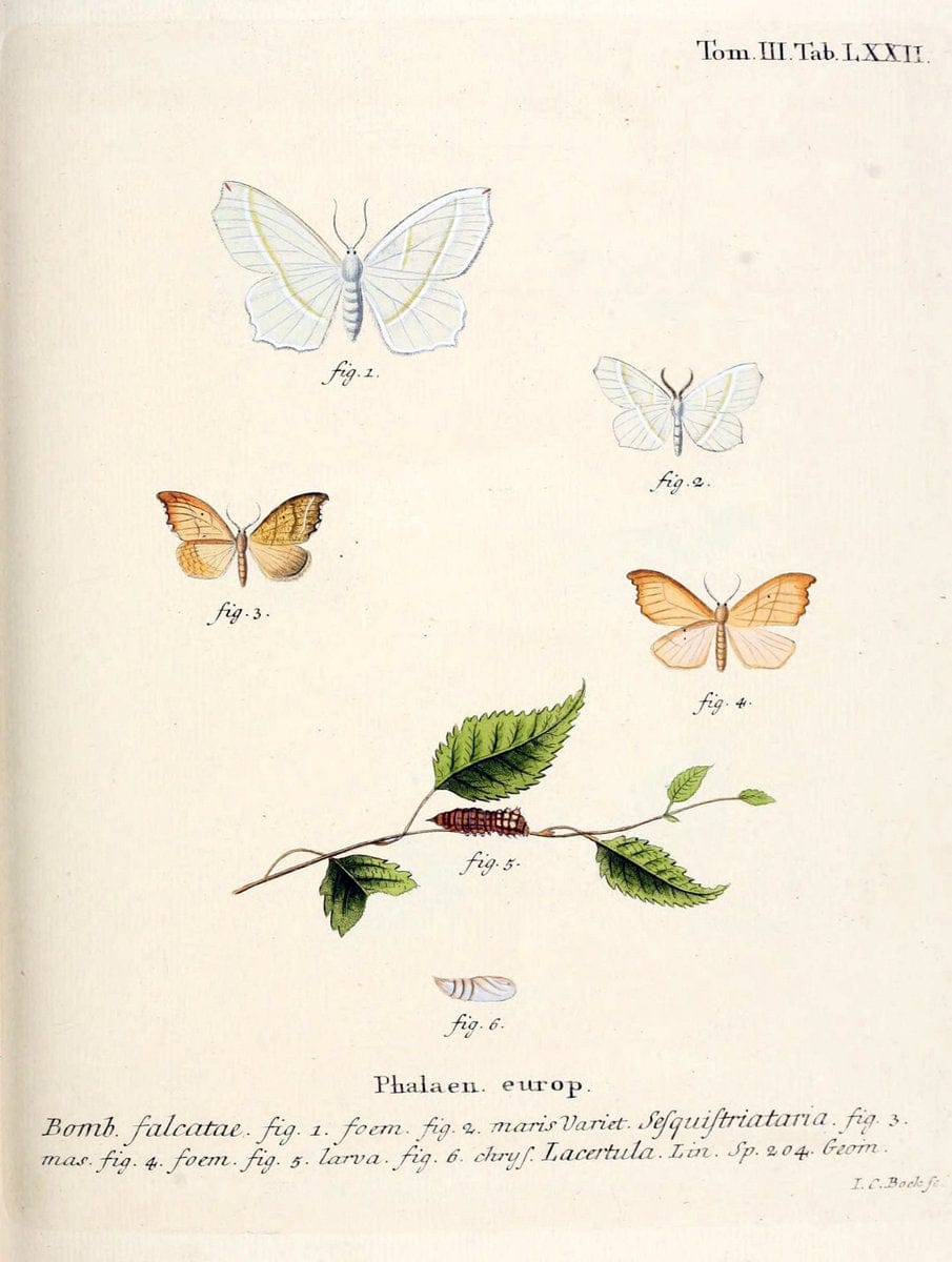 Die Schmetterlinge in Abbildungen nach der Natur /.Leipzig :T.O. Weigel,[1829-1839]. | Butterflies Europe Lepidoptera "Pictorial works" | Vintage Print Reproduction 472516