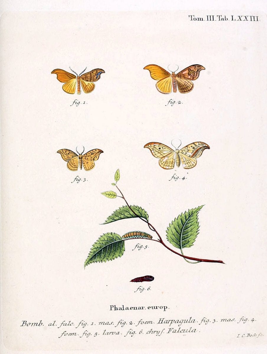 Die Schmetterlinge in Abbildungen nach der Natur /.Leipzig :T.O. Weigel,[1829-1839]. | Butterflies Europe Lepidoptera "Pictorial works" | Vintage Print Reproduction 472517