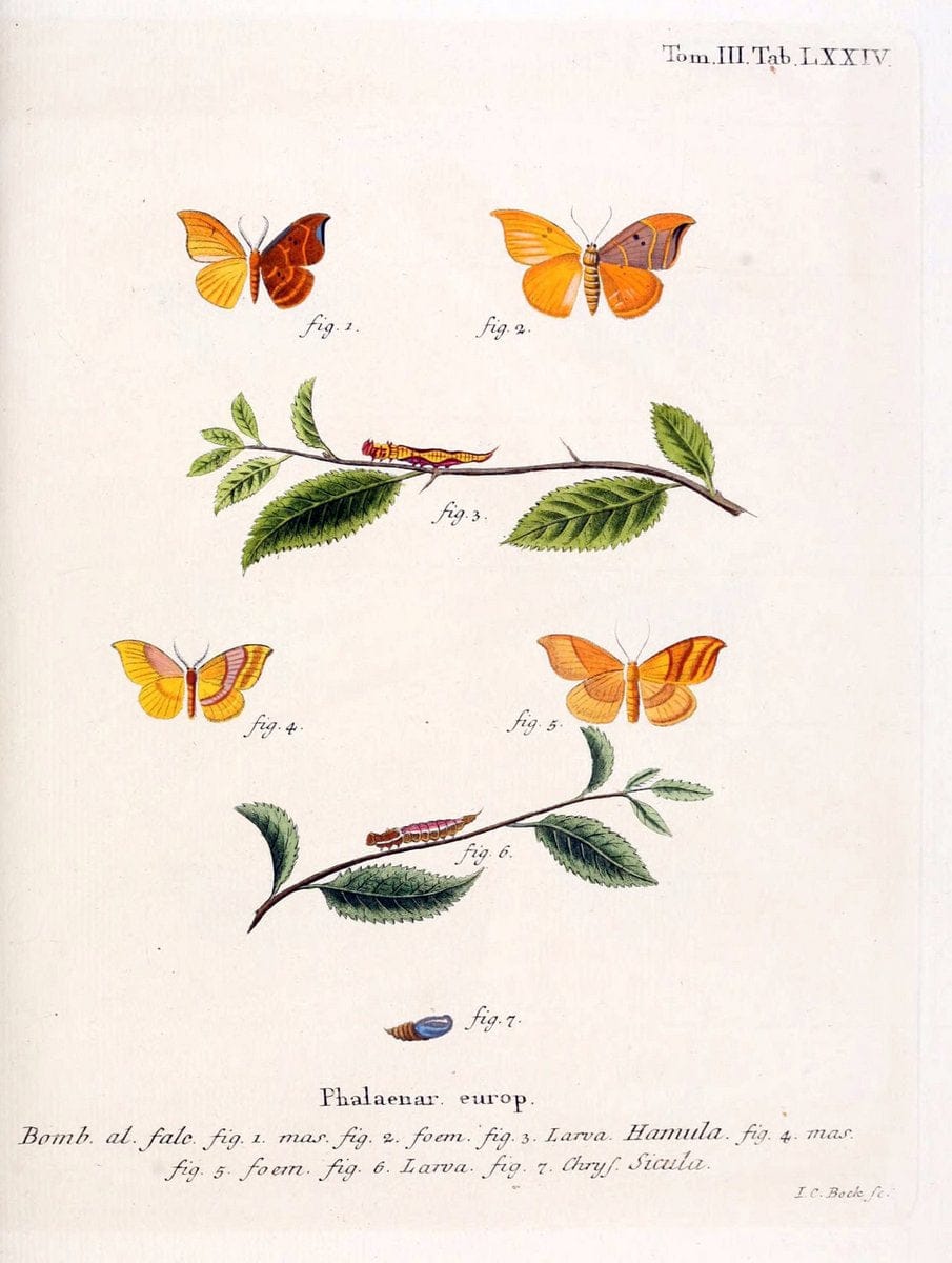 Die Schmetterlinge in Abbildungen nach der Natur /.Leipzig :T.O. Weigel,[1829-1839]. | Butterflies Europe Lepidoptera "Pictorial works" | Vintage Print Reproduction 472518