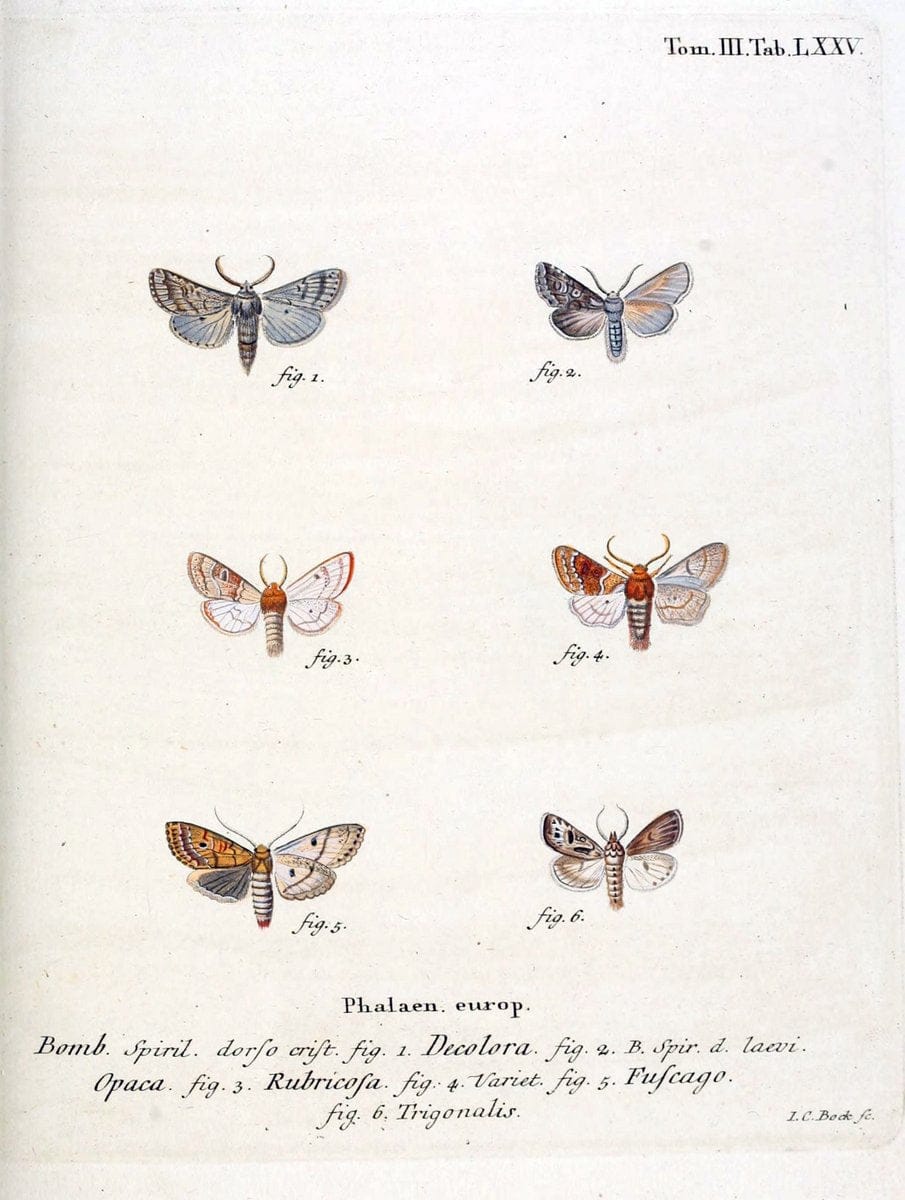 Die Schmetterlinge in Abbildungen nach der Natur /.Leipzig :T.O. Weigel,[1829-1839]. | Butterflies Europe Lepidoptera "Pictorial works" | Vintage Print Reproduction 472519