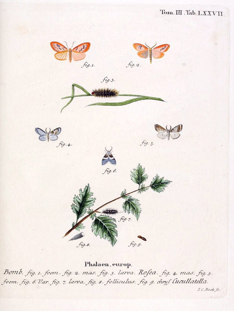 Die Schmetterlinge in Abbildungen nach der Natur /.Leipzig :T.O. Weigel,[1829-1839]. | Butterflies Europe Lepidoptera "Pictorial works" | Vintage Print Reproduction 472521