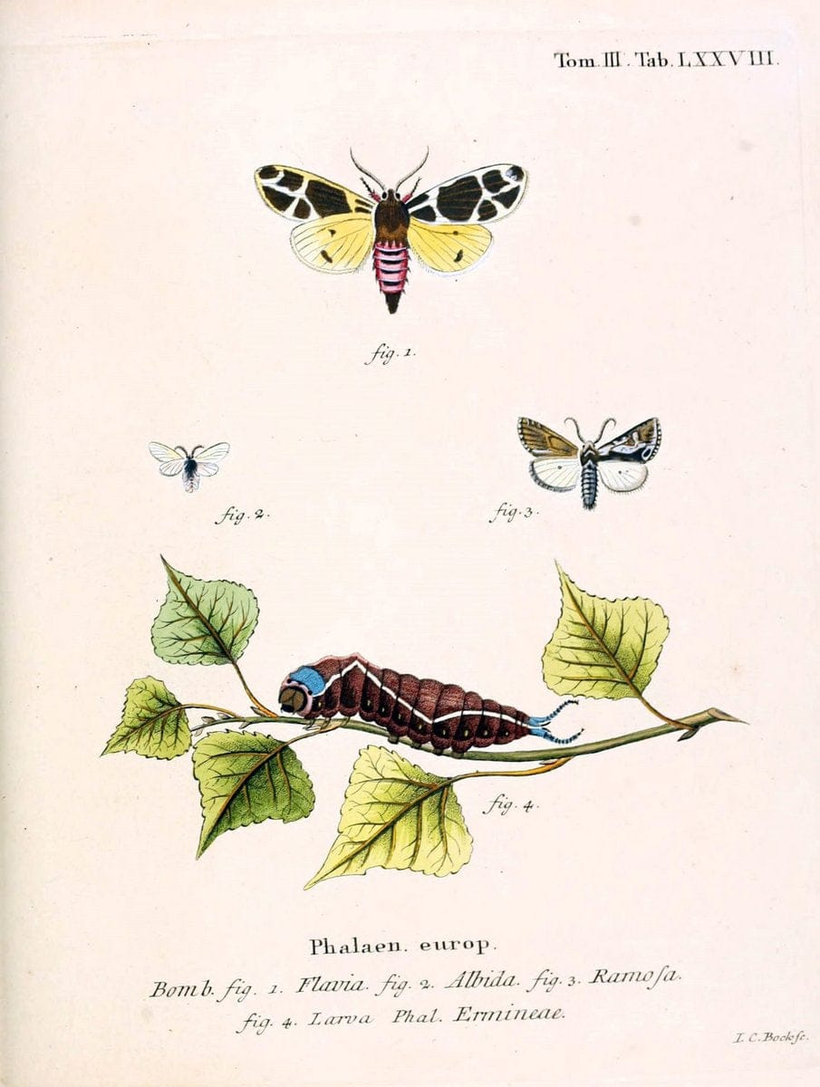 Die Schmetterlinge in Abbildungen nach der Natur /.Leipzig :T.O. Weigel,[1829-1839]. | Butterflies Europe Lepidoptera "Pictorial works" | Vintage Print Reproduction 472522