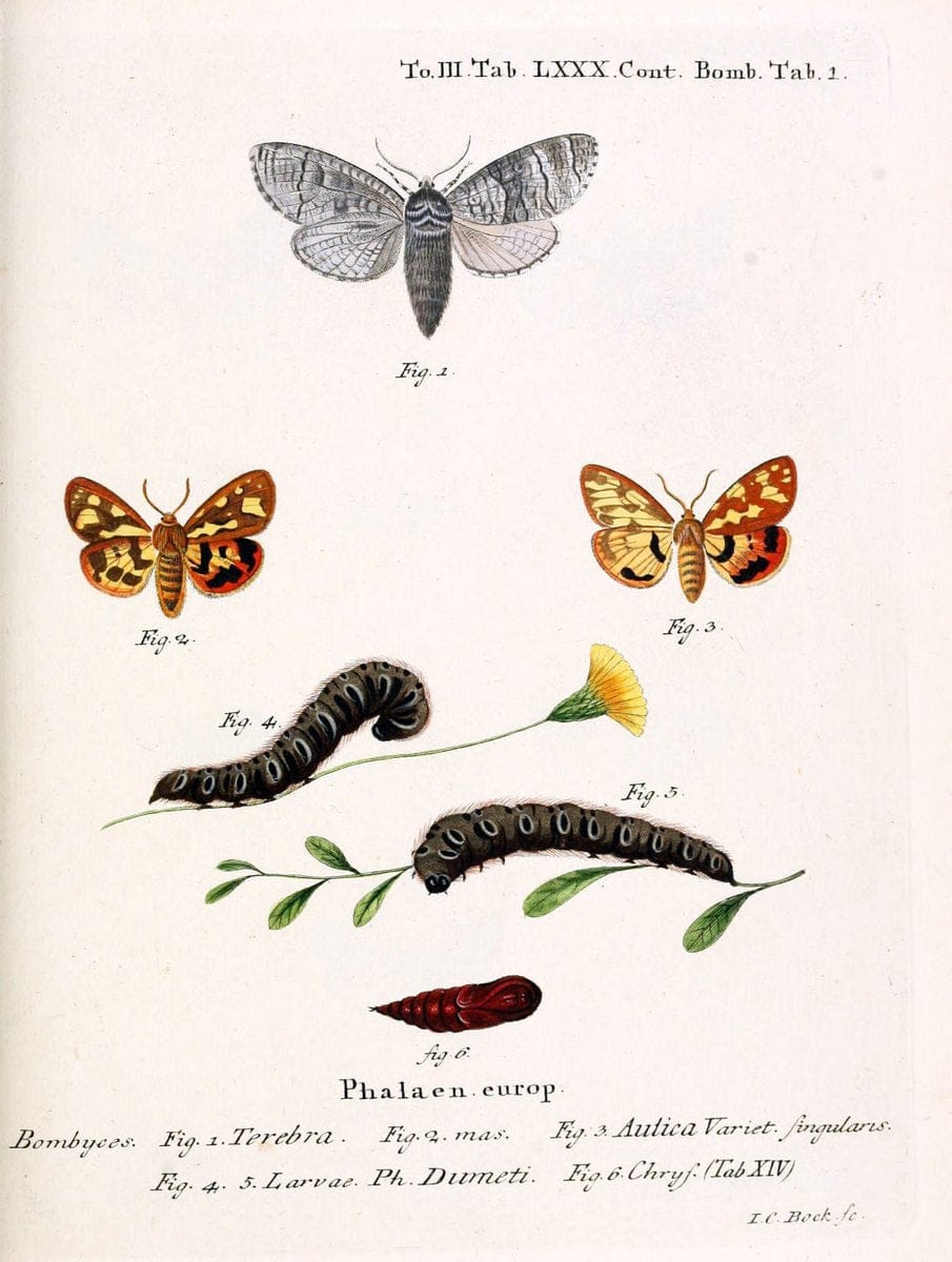 Die Schmetterlinge in Abbildungen nach der Natur /.Leipzig :T.O. Weigel,[1829-1839]. | Butterflies Europe Lepidoptera "Pictorial works" | Vintage Print Reproduction 472524