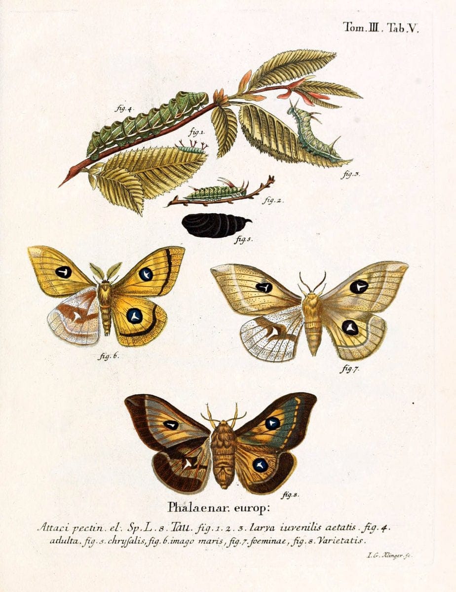 Die Schmetterlinge in Abbildungen nach der Natur /.Leipzig :T.O. Weigel,[1829-1839]. | Butterflies Europe Lepidoptera "Pictorial works" | Vintage Print Reproduction 472525