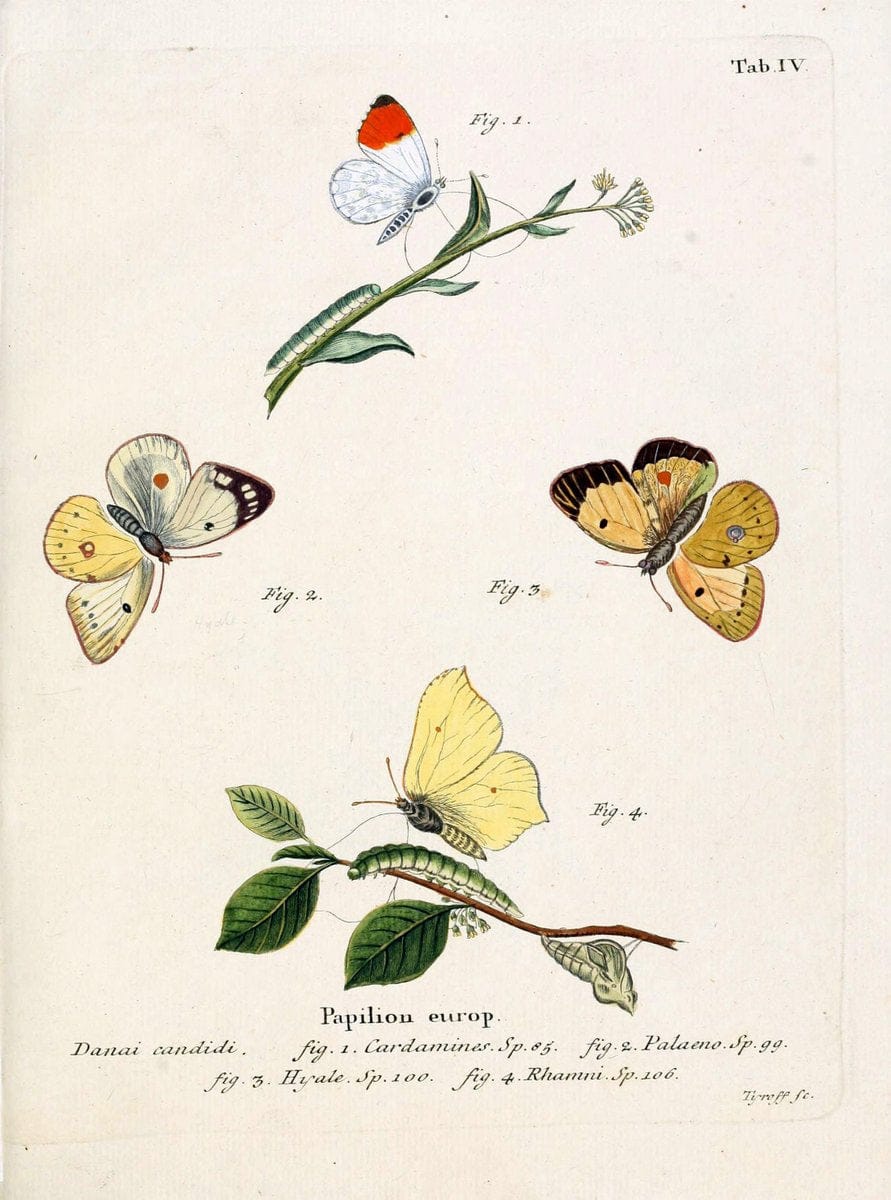 Die Schmetterlinge in Abbildungen nach der Natur. v.1 plates.Leipzig :T.O. Weigel,[1829-1839] | Butterflies Europe Lepidoptera "Pictorial works"  | Vintage Print Reproduction 472526