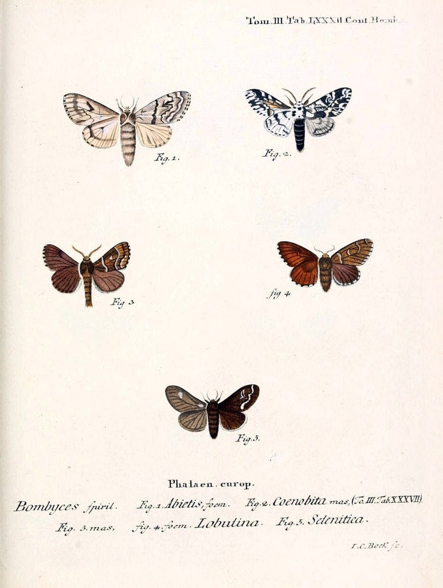 Die Schmetterlinge in Abbildungen nach der Natur /.Leipzig :T.O. Weigel,[1829-1839]. | Butterflies Europe Lepidoptera "Pictorial works" | Vintage Print Reproduction 472528