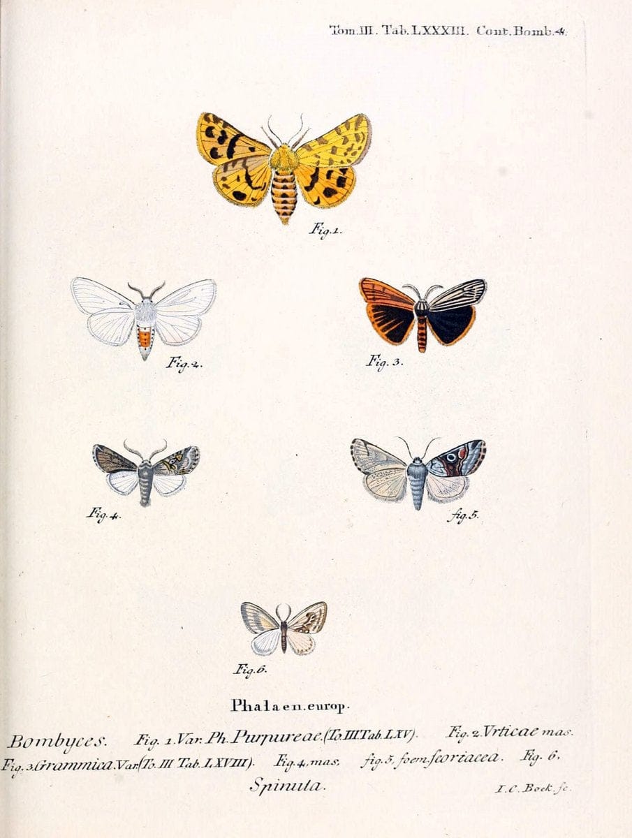 Die Schmetterlinge in Abbildungen nach der Natur /.Leipzig :T.O. Weigel,[1829-1839]. | Butterflies Europe Lepidoptera "Pictorial works" | Vintage Print Reproduction 472529