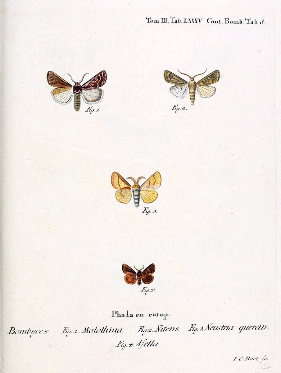 Die Schmetterlinge in Abbildungen nach der Natur /.Leipzig :T.O. Weigel,[1829-1839]. | Butterflies Europe Lepidoptera "Pictorial works" | Vintage Print Reproduction 472531