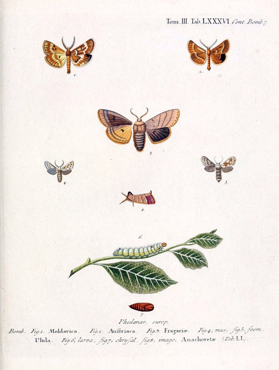 Die Schmetterlinge in Abbildungen nach der Natur /.Leipzig :T.O. Weigel,[1829-1839]. | Butterflies Europe Lepidoptera "Pictorial works" | Vintage Print Reproduction 472532