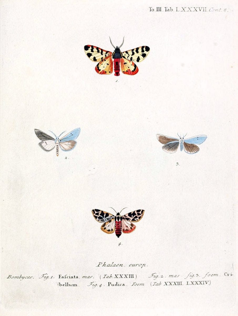 Die Schmetterlinge in Abbildungen nach der Natur /.Leipzig :T.O. Weigel,[1829-1839]. | Butterflies Europe Lepidoptera "Pictorial works" | Vintage Print Reproduction 472533