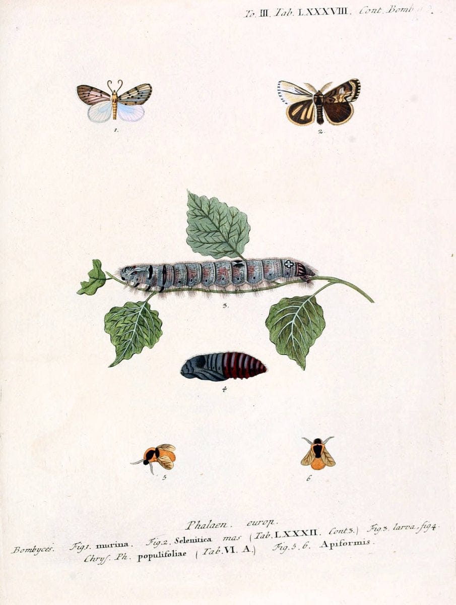 Die Schmetterlinge in Abbildungen nach der Natur /.Leipzig :T.O. Weigel,[1829-1839]. | Butterflies Europe Lepidoptera "Pictorial works" | Vintage Print Reproduction 472534