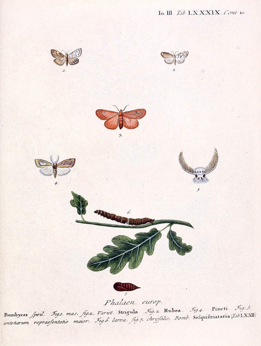 Die Schmetterlinge in Abbildungen nach der Natur /.Leipzig :T.O. Weigel,[1829-1839]. | Butterflies Europe Lepidoptera "Pictorial works" | Vintage Print Reproduction 472535