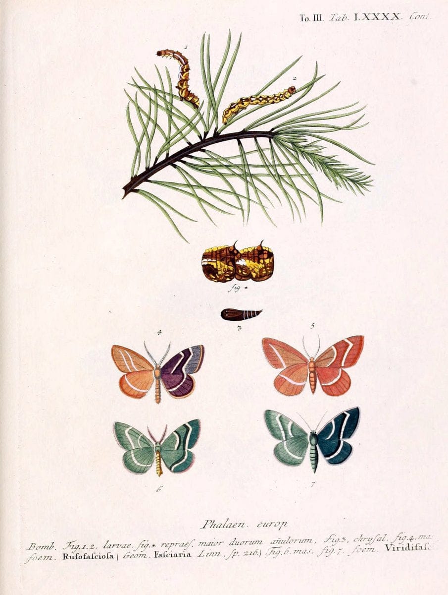 Die Schmetterlinge in Abbildungen nach der Natur /.Leipzig :T.O. Weigel,[1829-1839]. | Butterflies Europe Lepidoptera "Pictorial works" | Vintage Print Reproduction 472536