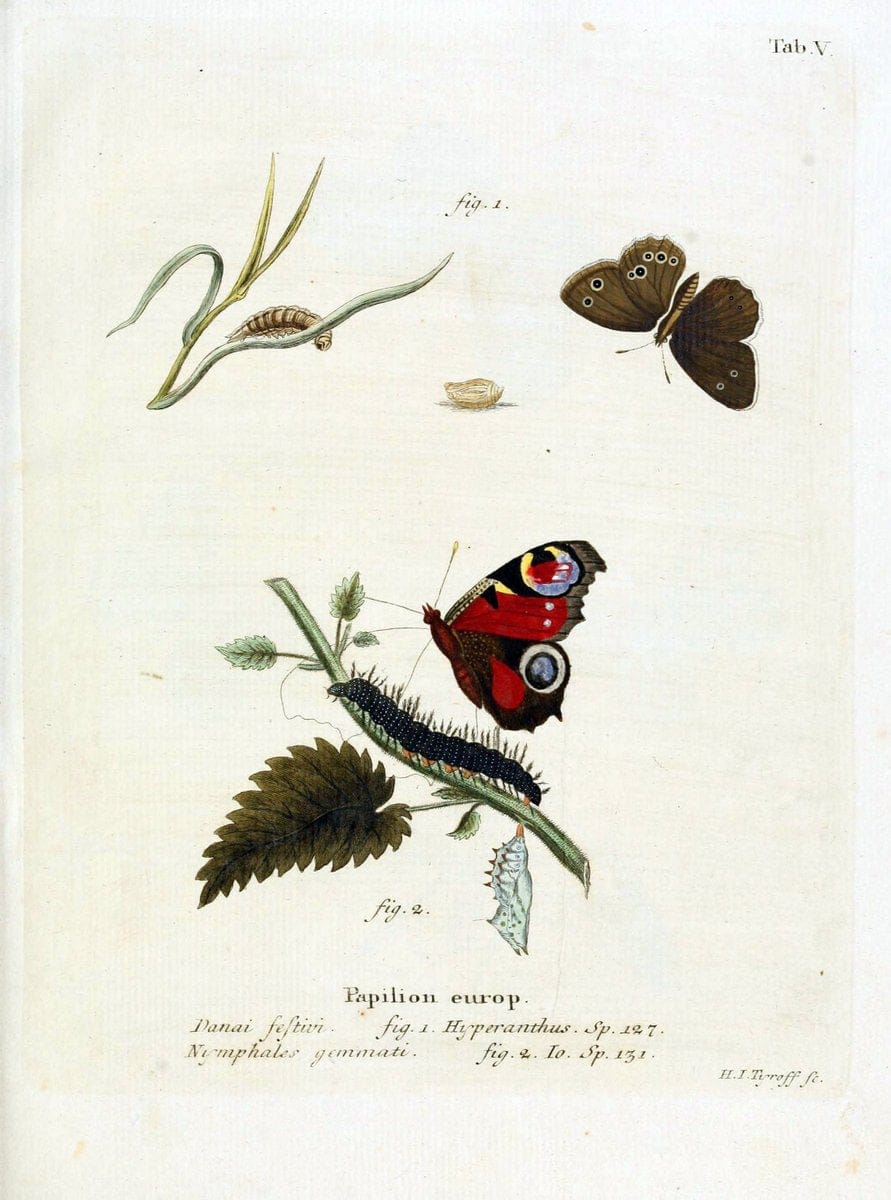 Die Schmetterlinge in Abbildungen nach der Natur. v.1 plates.Leipzig :T.O. Weigel,[1829-1839] | Butterflies Europe Lepidoptera "Pictorial works"  | Vintage Print Reproduction 472538