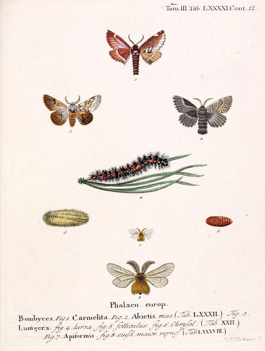 Die Schmetterlinge in Abbildungen nach der Natur /.Leipzig :T.O. Weigel,[1829-1839]. | Butterflies Europe Lepidoptera "Pictorial works" | Vintage Print Reproduction 472539