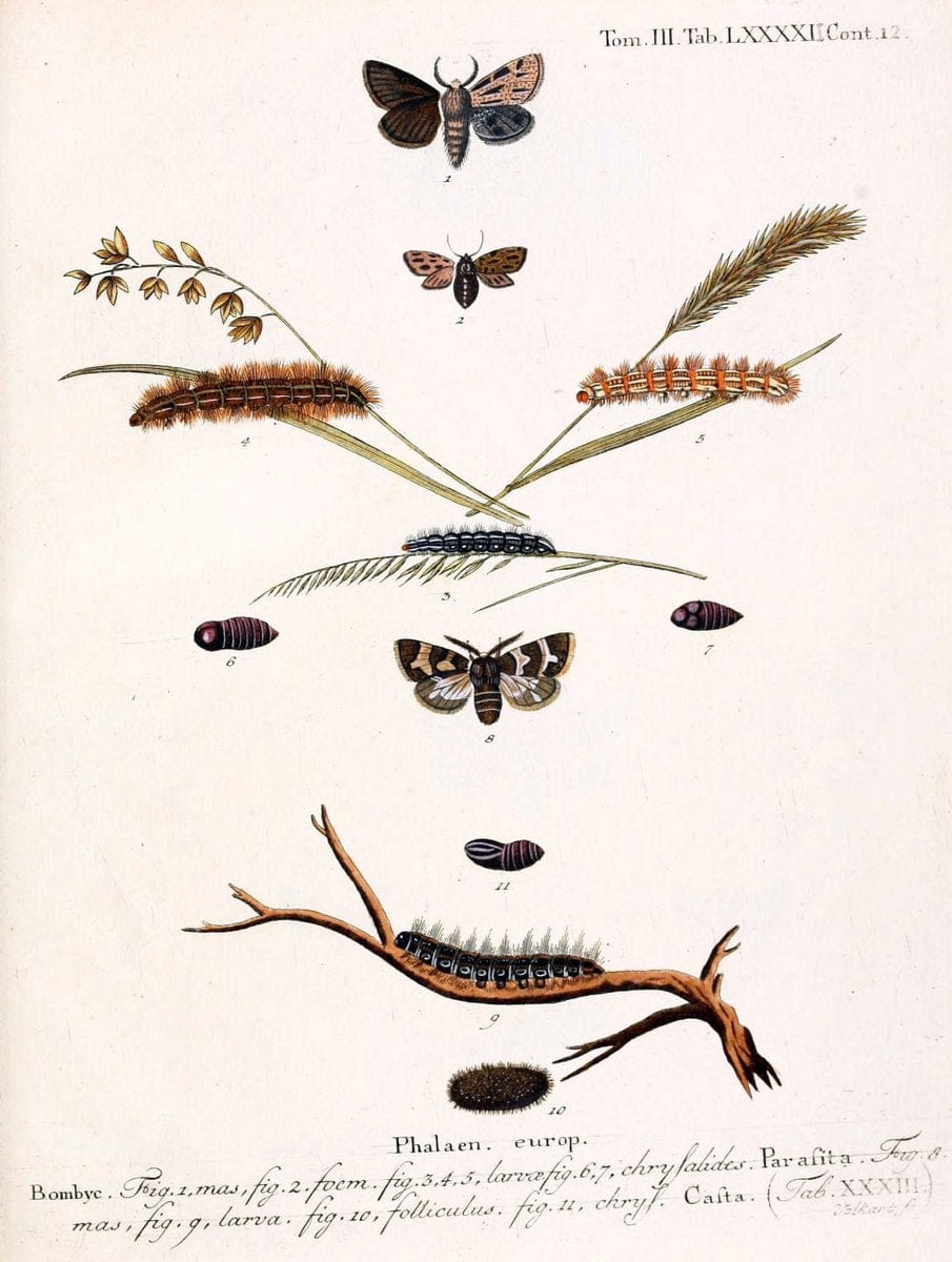 Die Schmetterlinge in Abbildungen nach der Natur /.Leipzig :T.O. Weigel,[1829-1839]. | Butterflies Europe Lepidoptera "Pictorial works" | Vintage Print Reproduction 472540