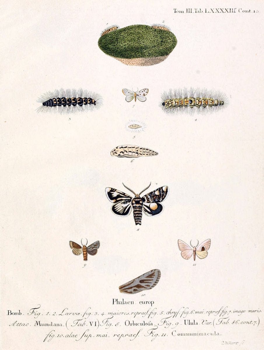 Die Schmetterlinge in Abbildungen nach der Natur /.Leipzig :T.O. Weigel,[1829-1839]. | Butterflies Europe Lepidoptera "Pictorial works" | Vintage Print Reproduction 472541