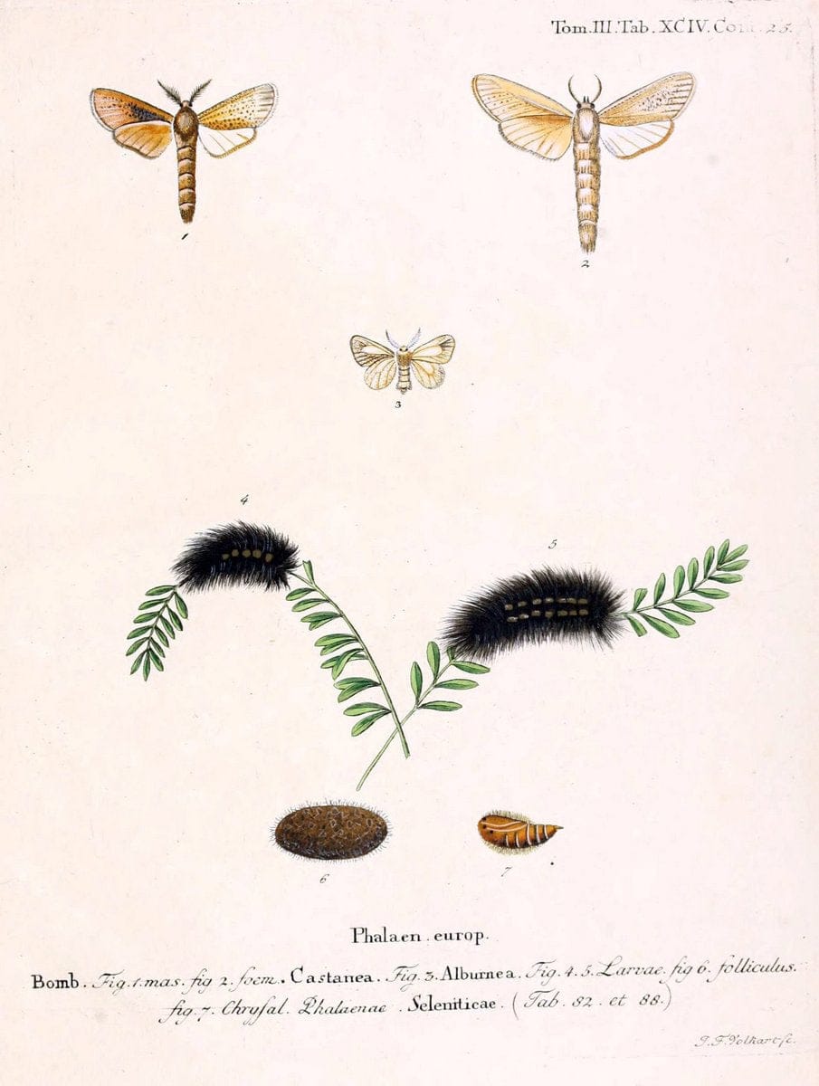 Die Schmetterlinge in Abbildungen nach der Natur /.Leipzig :T.O. Weigel,[1829-1839]. | Butterflies Europe Lepidoptera "Pictorial works" | Vintage Print Reproduction 472542