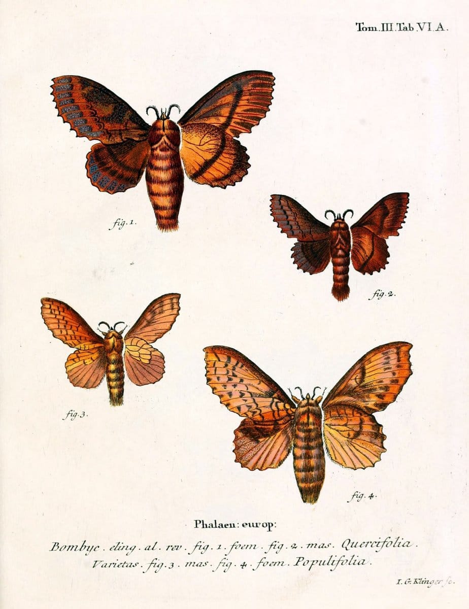 Die Schmetterlinge in Abbildungen nach der Natur /.Leipzig :T.O. Weigel,[1829-1839]. | Butterflies Europe Lepidoptera "Pictorial works" | Vintage Print Reproduction 472543