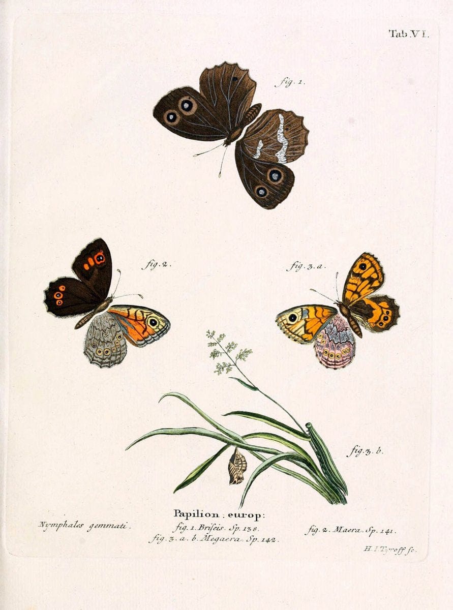 Die Schmetterlinge in Abbildungen nach der Natur. v.1 plates.Leipzig :T.O. Weigel,[1829-1839] | Butterflies Europe Lepidoptera "Pictorial works"  | Vintage Print Reproduction 472544