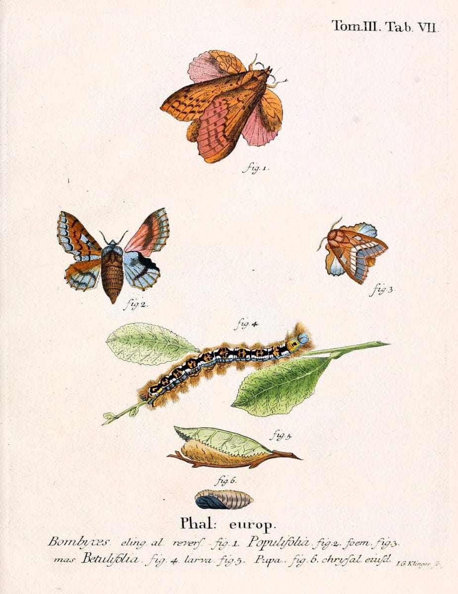 Die Schmetterlinge in Abbildungen nach der Natur /.Leipzig :T.O. Weigel,[1829-1839]. | Butterflies Europe Lepidoptera "Pictorial works" | Vintage Print Reproduction 472545