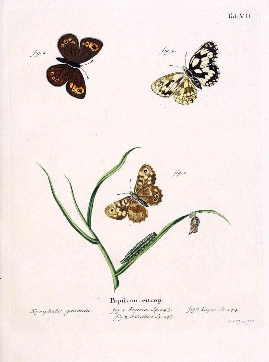 Die Schmetterlinge in Abbildungen nach der Natur. v.1 plates.Leipzig :T.O. Weigel,[1829-1839] | Butterflies Europe Lepidoptera "Pictorial works"  | Vintage Print Reproduction 472546