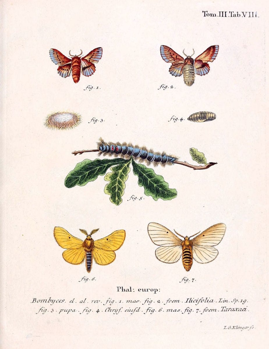 Die Schmetterlinge in Abbildungen nach der Natur /.Leipzig :T.O. Weigel,[1829-1839]. | Butterflies Europe Lepidoptera "Pictorial works" | Vintage Print Reproduction 472547