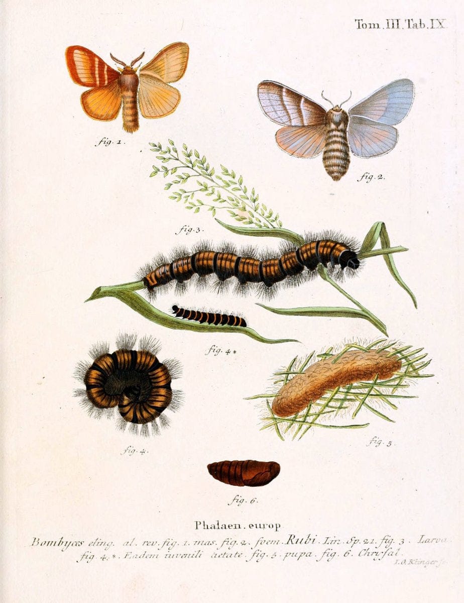 Die Schmetterlinge in Abbildungen nach der Natur /.Leipzig :T.O. Weigel,[1829-1839]. | Butterflies Europe Lepidoptera "Pictorial works" | Vintage Print Reproduction 472549